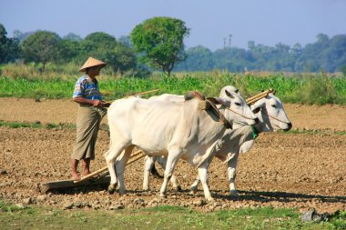 Yerel adam çalışan bir çiftlik alanı, amarapura, myanmar