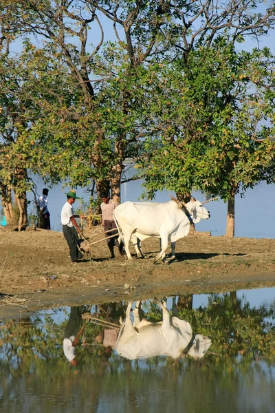 地元の男性は近くの湖、アマラプラ、ミャンマー ファーム フィールドに取り組んで — ストック写真