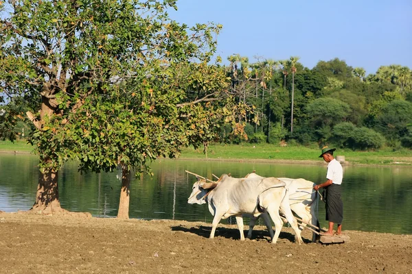 Lokal man arbetar på en gård nära sjön, amarapura, myanmar — Stockfoto