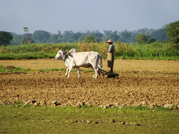 Uomo locale che lavora in un campo agricolo, Amarapura, Myanmar — Foto Stock
