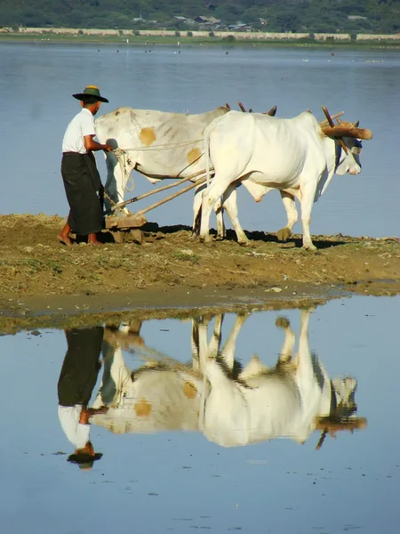 地元の男性は近くの湖、アマラプラ、ミャンマー ファーム フィールドに取り組んで — ストック写真