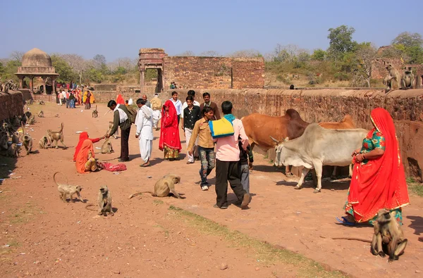 Gente local caminando por el Fuerte Ranthambore entre el langur gris — Foto de Stock