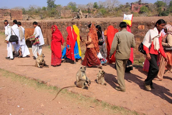 Gente local caminando por el Fuerte Ranthambore entre el langur gris —  Fotos de Stock