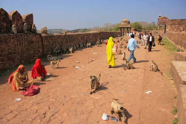 Gente local caminando por el Fuerte Ranthambore entre el langur gris —  Fotos de Stock