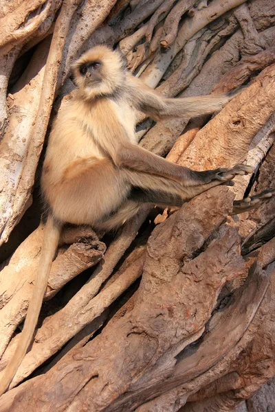 Graue Langur (semnopithecus dussumieri) sitzt in einem großen Baum, ra — Stockfoto