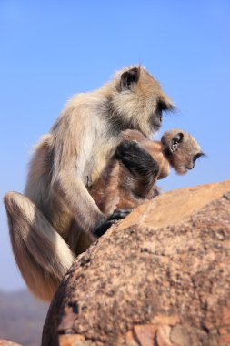 ra oturan bebek gri langur (semnopithecus dussumieri)