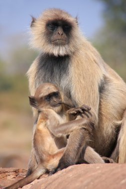 ra oturan bebek gri langur (semnopithecus dussumieri)