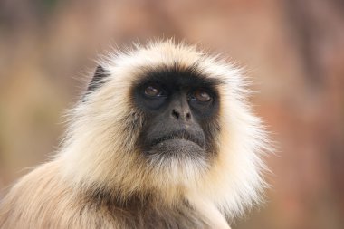 Gri langur (Semnopithecus dussumieri), portresi Ranthambore 