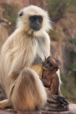 ra oturan bebek gri langur (semnopithecus dussumieri)