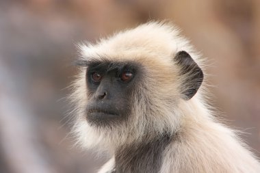Gri langur (Semnopithecus dussumieri), portresi Ranthambore 
