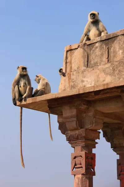 Gray langurs (Semnopithecus dussumieri) sitting at Ranthambore F — Stock Photo, Image