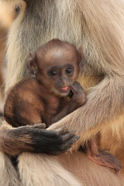 Baby Gray langur (Semnopithecus dussumieri) che riposa nelle madri a — Foto Stock