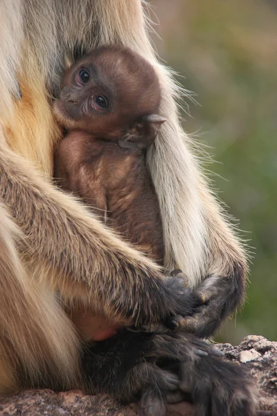 Bebé gris langur (Semnopithecus dussumieri) descansando en las madres a — Foto de Stock