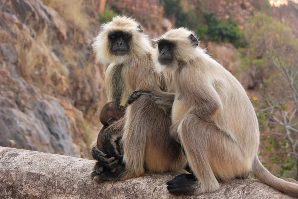 Gray langurs (Semnopithecus dussumieri) with a baby sitting at R — Stock Photo, Image