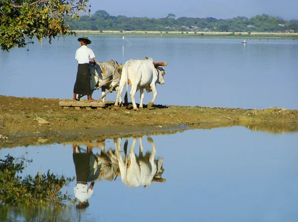 Einheimischer arbeitet auf einem Feld in der Nähe des Sees, Amarapura, Myanmar — Stockfoto