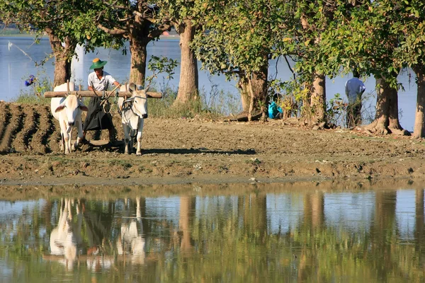 Homem local trabalhando em um campo de fazenda perto do lago, Amarapura, Myanmar — Fotografia de Stock