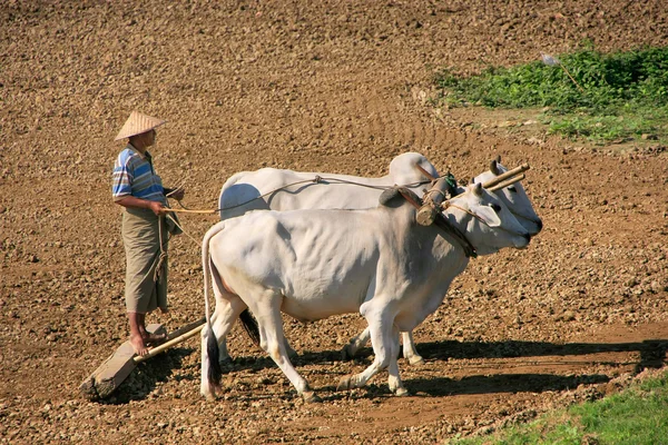 Lokale man aan het werk op een boerderij veld, amarapura, myanmar — Stockfoto