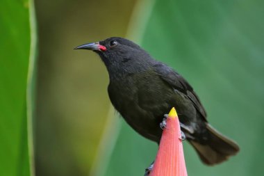 Grenada Yarışı Muz Yarışı (Coereba flaveola) muz çiçeğinin üzerinde, Grenada Adası, Grenada