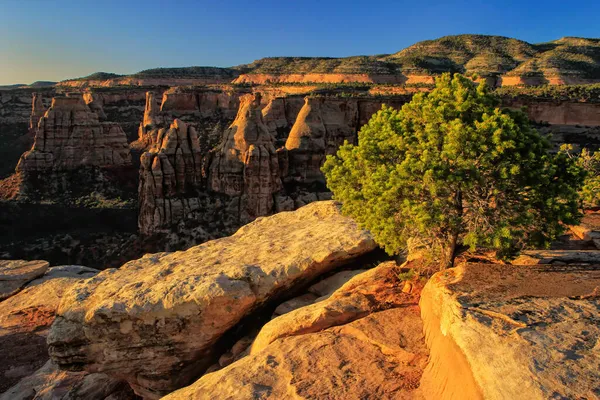 Pinyon Pine Grand View Overview Colorado National Monument Grand Junction — стоковое фото