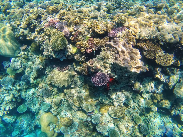 Récif Corallien Large Des Côtes Île Gee Dans Lagune Ouvea — Photo