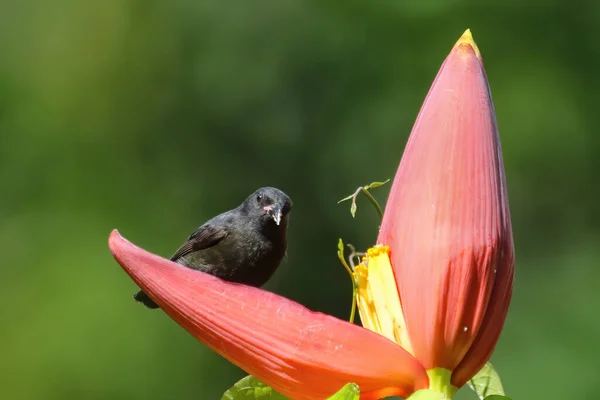 格林纳达Bananaquit族 Coereba Flaveola 坐在格林纳达的香蕉花上 — 图库照片