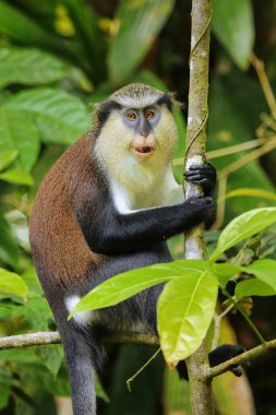 Mona Maymunu (Cercopithecus mona) Grand Etang Ulusal Parkı, Grenada 'da bir ağaçta oturuyor..