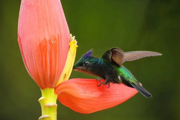 Colibrí Cresta Antillana Orthorhyncus Cristatus Alimentándose Flor Plátano Isla Granada — Foto de Stock