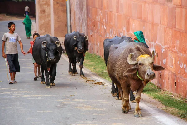 Agra India November Unidentified People Walk Water Buffalo Taj Mahal — Stock Photo, Image