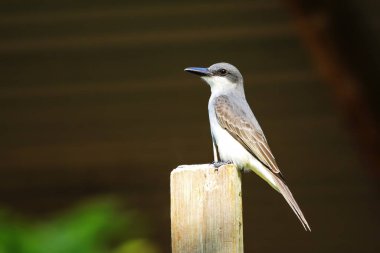 Gri Kingbird (Tyrannus dominicensis), Grenada 'da tahta bir direkte oturuyor..