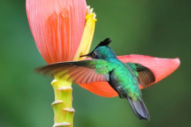 Antiller tepeli sinekkuşu (Orthorhyncus cristatus) muz çiçeğinden besleniyor, Grenada, Grenada