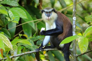 Mona Maymunu (Cercopithecus mona) Grand Etang Ulusal Parkı, Grenada 'da bir ağaçta oturuyor..