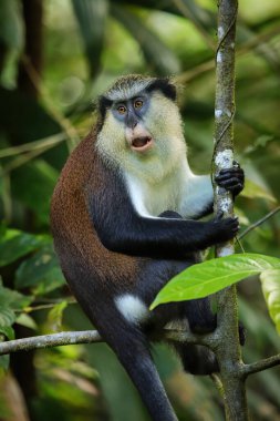 Mona Maymunu (Cercopithecus mona) Grand Etang Ulusal Parkı, Grenada 'da bir ağaçta oturuyor..