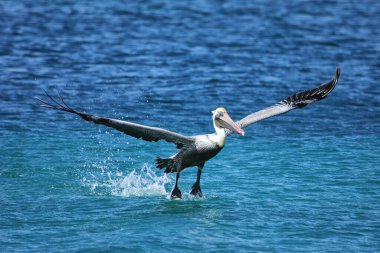 Kahverengi pelikan (Pelecanus occidentalis) uçuşta, Carriacou Adası, Grenada.