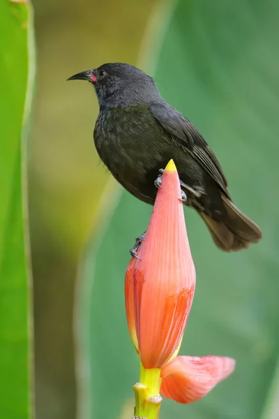 Granada Corrida Bananaquit Coereba Flaveola Sentado Flor Banana Ilha Granada — Fotografia de Stock