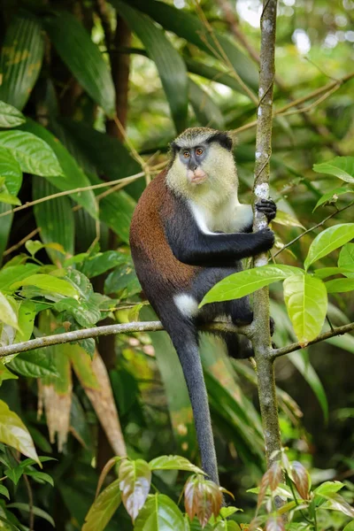 Mona Monkey Cercopithecus Mona Sedící Stromě Grand Etang National Park — Stock fotografie