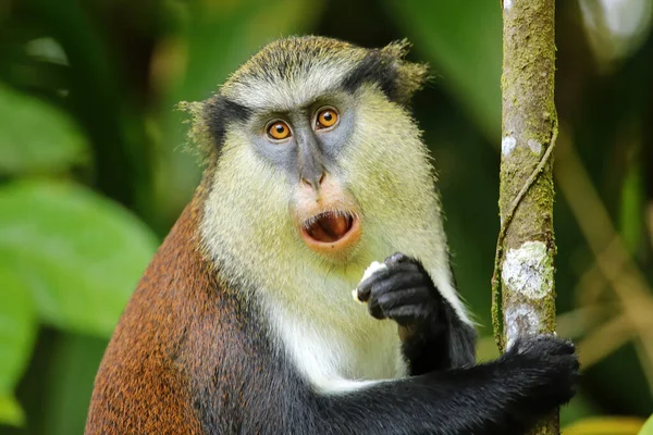 Mona Monkey Cercopithecus Mona Eating Tree Grand Etang National Park — Stock Photo, Image