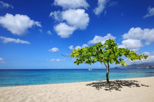 格林纳达 格林纳达 海滩的一棵小树阴 — 图库照片