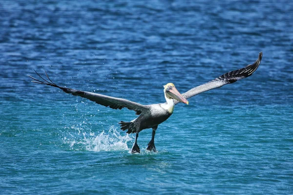 Kahverengi pelikan (Pelecanus occidentalis) uçuşta, Carriacou Adası, Grenada.