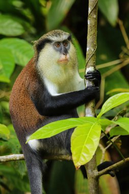 Mona Maymunu (Cercopithecus mona) Grand Etang Ulusal Parkı, Grenada 'da bir ağaçta oturuyor..