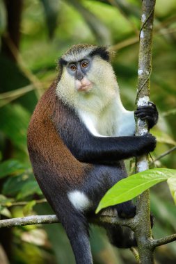 Mona Maymunu (Cercopithecus mona) Grand Etang Ulusal Parkı, Grenada 'da bir ağaçta oturuyor..