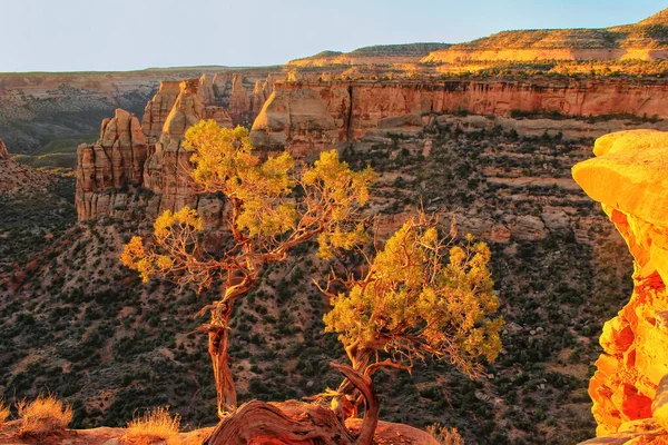Juniper Tree Grand View Overlook Colorado National Monument Grand Junction — Stock Photo, Image