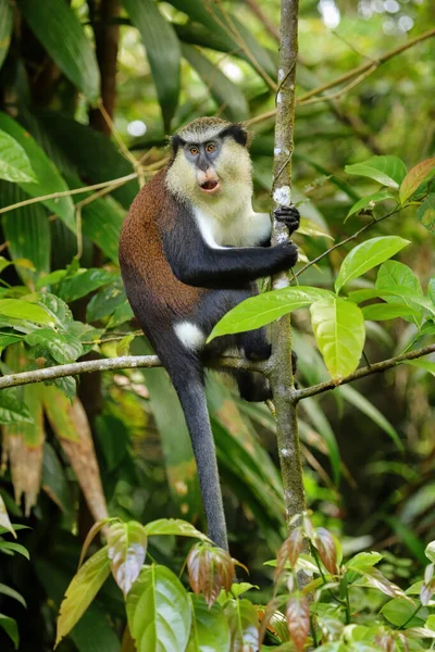 Affe Cercopithecus Mona Auf Einem Baum Sitzend Grand Etang Nationalpark — Stockfoto