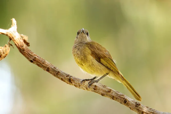 Honeyater Lichmera Incana Šedýma Ušima Sedící Větvi Stromu Ostrově Ouvea — Stock fotografie