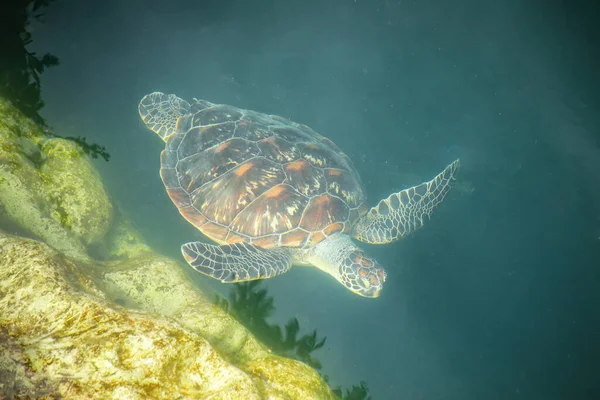 Tortue Marine Verte Chelonia Mydas Nageant Turtles Hole Sur Île — Photo