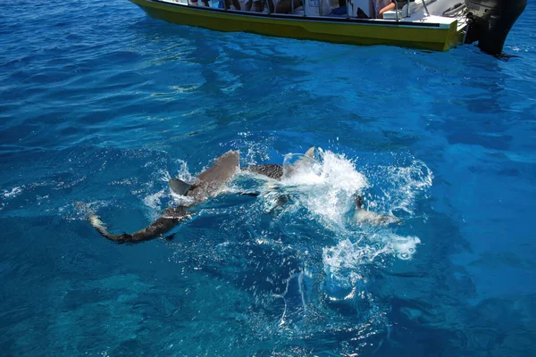 Tiburones Grises Nadando Cerca Del Barco Isla Gece Laguna Ouvea — Foto de Stock