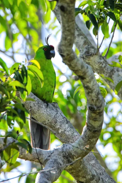 Ouvea Parakeet Eunymphicus Uvaeensis Sitting Tree Ouvea Island Loyalty Islands — Stock Photo, Image