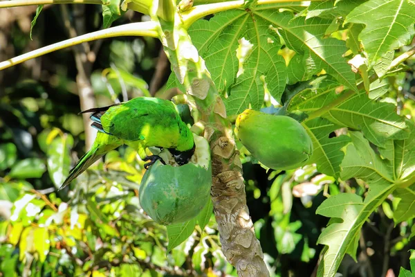 Parrocchetto Ouvea Eunymphicus Uvaeensis Che Mangia Papaya Sull Isola Ouvea — Foto Stock