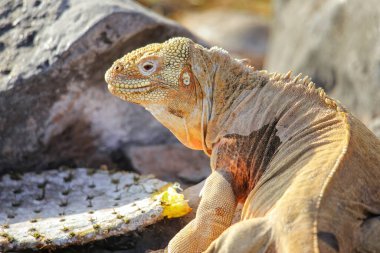 Santa Fe Adası, Galapagos Ulusal Parkı, Ekvador 'da Barrington arazi iguanası (Conolophus pallidus). Santa Fe Adası 'na özgü..