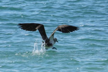 Mavi ayaklı sümsük kuşu (Sula nebouxii) Santa Fe Adası yakınlarında uçuyor, Galapagos Ulusal Parkı, Ekvador.