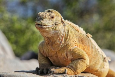Santa Fe Adası, Galapagos Ulusal Parkı, Ekvador 'da Barrington arazi iguanası (Conolophus pallidus). Santa Fe Adası 'na özgü..